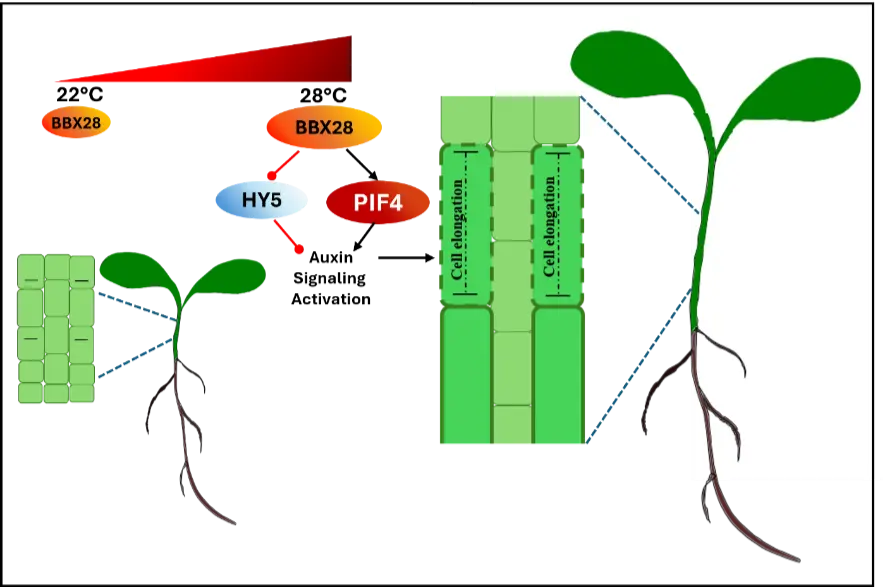 BBX28 Helps Plants Adapt to Warm Temperatures by Balancing Growth Signals