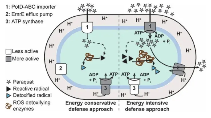 Bacteria Adapt to Stress by Balancing Survival and Metabolic Costs