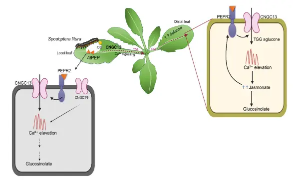 CNGC13 Helps Plants Transmit Insect Attack Signals to Distant Leaves (2)
