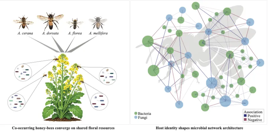 Co-Foraging Honeybees Maintain Distinct Gut Microbiomes