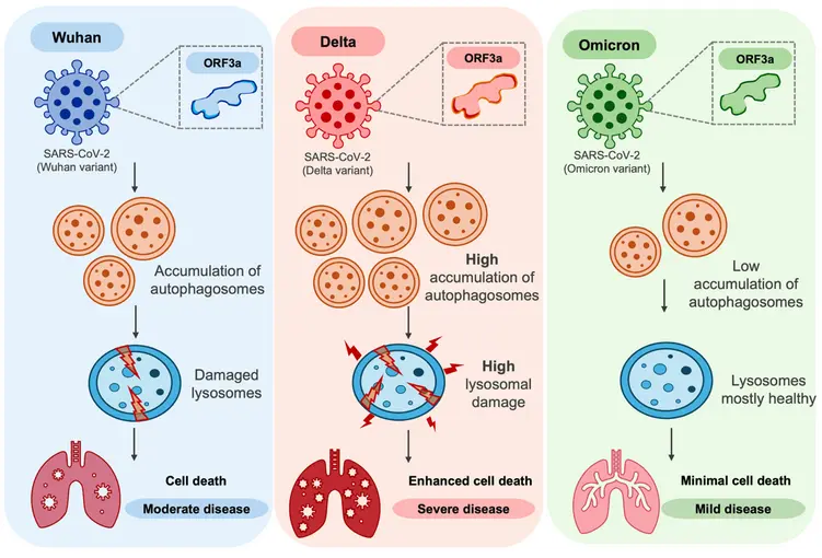 Delta SARS-CoV-2 ORF3a Mutations Drive Lysosomal Damage and Cell Death