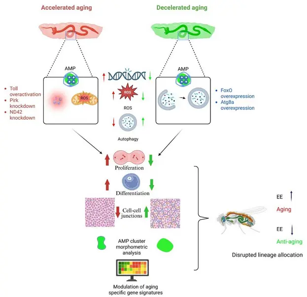 Developmental Aging Shapes Long-Term Intestinal Health in Drosophila