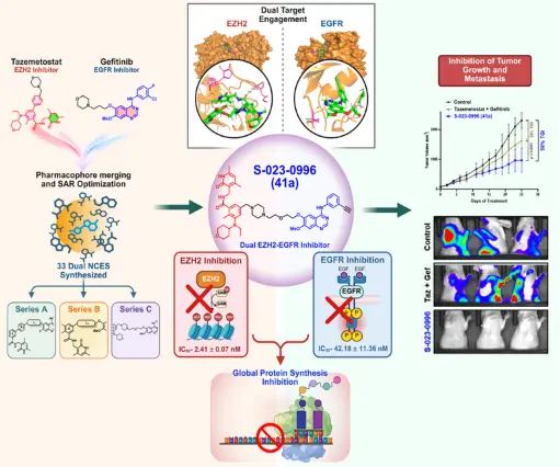 Dual EZH2-EGFR Inhibitor Shows Promise Against Triple-Negative Breast Cancer
