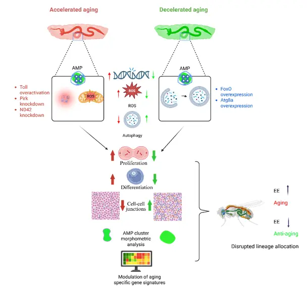 Early-Life Aging Pathways Shape Long-Term Gut Health in Drosophila