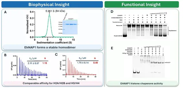 EhNAP1 Emerges as a Generalist Histone Chaperone in Entamoeba histolytica