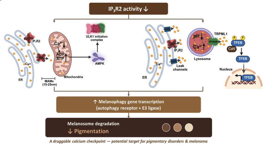 IP3R2 Regulates Calcium Signaling to Control Melanosome Degradation