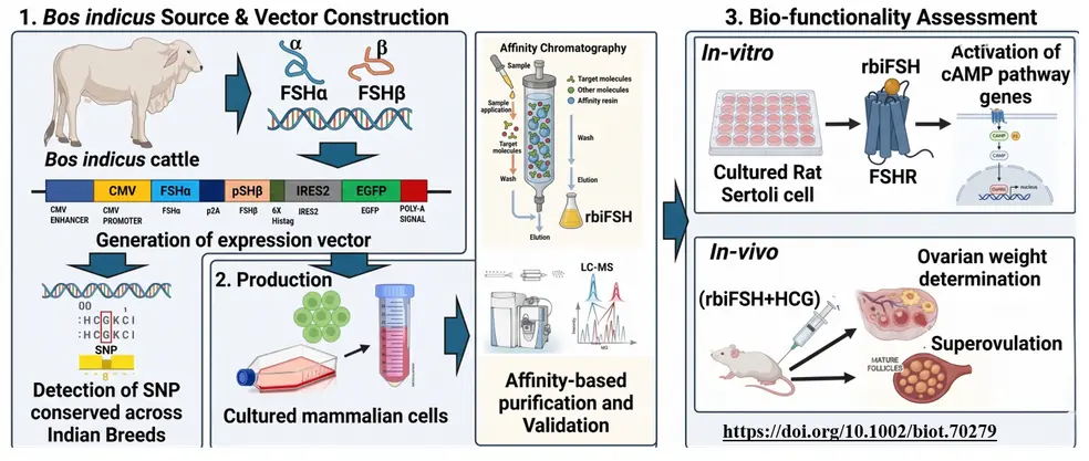 Indigenous Recombinant FSH Platform Developed for Indian Cattle