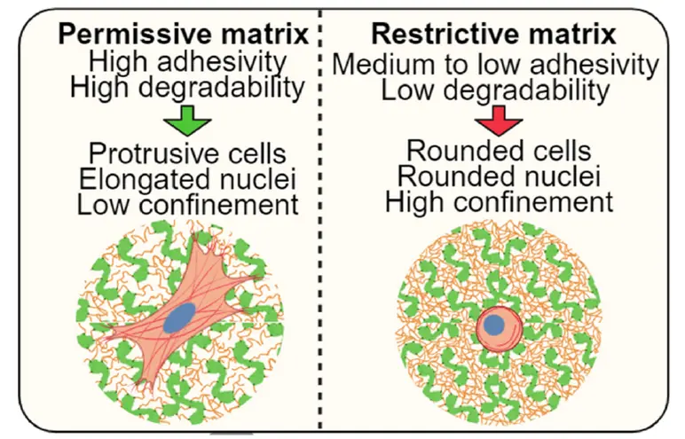 Matrix Permissiveness Controls Fibroblast Confinement in 3D Hydrogels