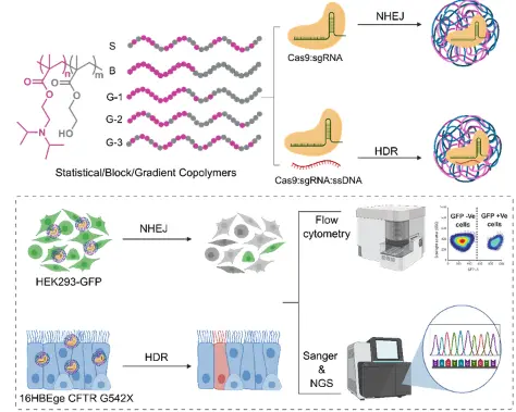 Polymer Microstructure Improves CRISPR RNP Delivery and Genome Editing