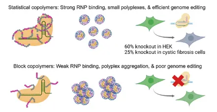 Polymer microstructure moderates CRISPR-Ribonucleoproteins (RNPs) delivery performance