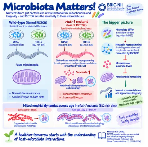 RICTOR Links Microbial Nutrients to Mitochondrial Health and Longevity