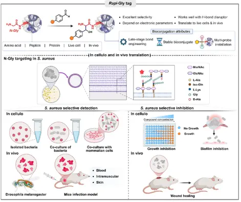 Rapi-Gly-Tag Enables Selective Targeting of Staphylococcus aureus