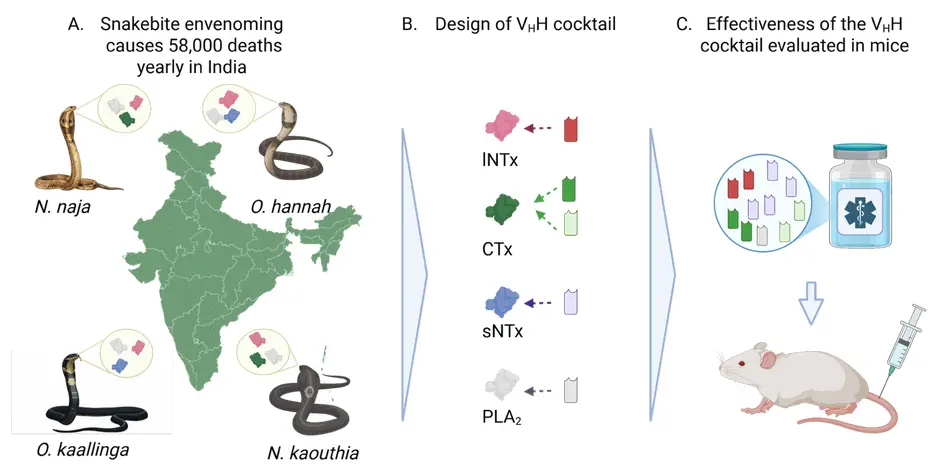 Recombinant Nanobody Antivenom Protects Against Indian Cobra and King Cobra Venoms
