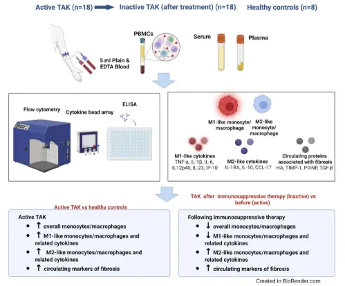 Takayasu Arteritis Immunosuppressive Therapy Reduces Inflammation but May Increase Fibrosis Markers