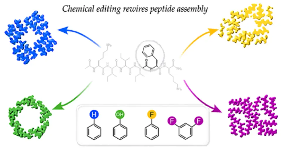Tiny Chemical Changes Can Reshape Peptide Assembly Structures